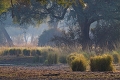 Mana Pools