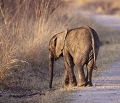 Elephanteau  Mana Pools