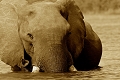 Bain d'lphant au lac Kariba