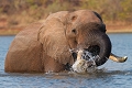 Bain dans le lac Kariba