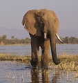 Elphant -Lac Kariba