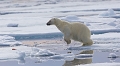 Le saut de l'ours blanc 1