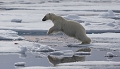 le saut de l'ours blanc 2