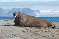 Morse sur plage