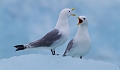 Mouette tridactyle en pause