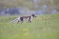 Renard arctique en chasse