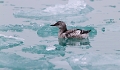 Guillemot  miroir juvenile