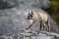 Renard arctique