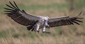 vautour en vol d'arrive