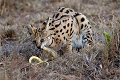 Le Serval et le serpent