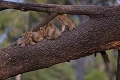 Repos chez les lionceaux