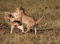 joute chez les lionceaux