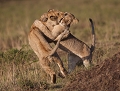 joute chez les lionceaux