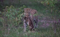 Lopard et lapin