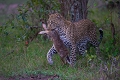 Lopard femelle et lapin