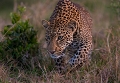 Lopard en chasse