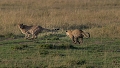 Course poursuite entre lopard et gupard