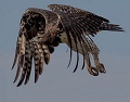 Aigle martial en vol