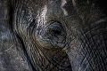 Portrait d'lphant