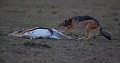 Le chacal et l'antilope