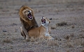 Accouplement de lions