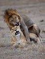 Accouplement de lions