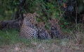 Pose en famille