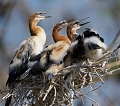 Anhinga au nid