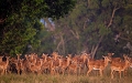 Rassemblement d'impalas sous un orage