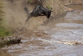 Srie saut d'un gnou