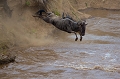 Srie saut d'un gnou