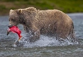 Ours avec un saumon