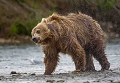 Grizzly se schant sur la rive