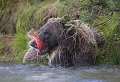 grizzly avec son saumon
