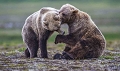 Joute entre grizzlys