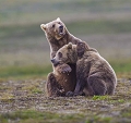 Joute entre grizzlys