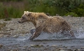 Grizzly Katmai