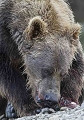 Grizzly au bord de la rivire mangeant son saumon