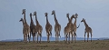 giraffes dans la savane