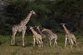 Nurserie de girafes