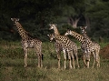 Jeunes girafes en groupe