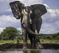 Elephant au trou d'eau