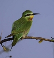 Gupier nain (Little Bee-Eater)