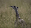 Outarde de Kori (Kori Bustard)