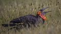 Calao terrestre (Ground Hornbill)