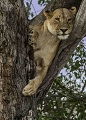 Lionne dans un arbre