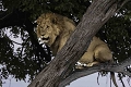 Lion  dans un arbre