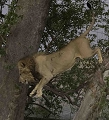 Saut du lion