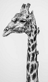 Girafe et piques-boeuf