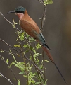 Gupier Carmin (Southern Carmin Bee-Eater)